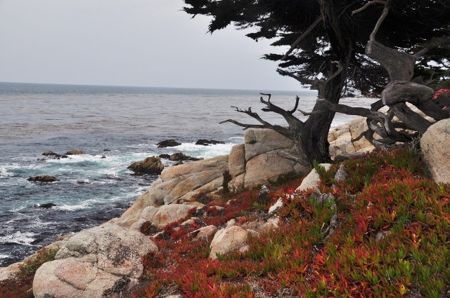 Ghost Tree